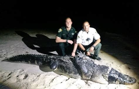 12 Foot Alligator Captured On Beach Wsvn 7news Miami News Weather