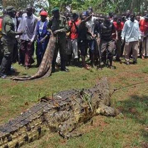 One Ton Crocodile Captured Outside Online