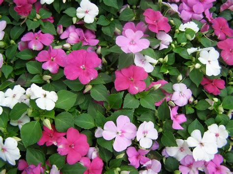 Flower Shop Impatiens Flowers