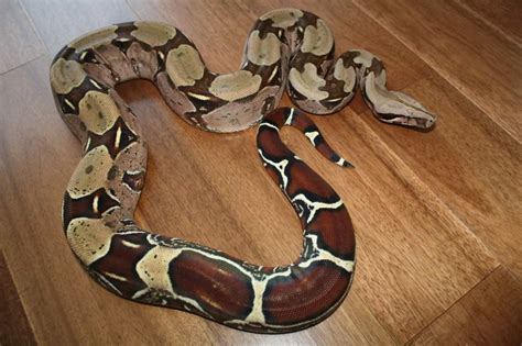 Boa Constrictor Facts Description Lifespan Habitat Pictures