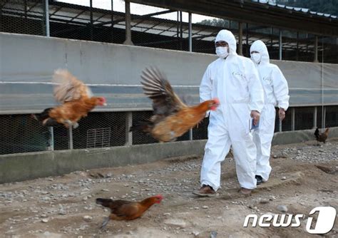 전북 살충제 계란 농가 규제검사서도 추가 검출 네이트 뉴스