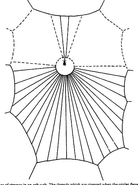 Figure From Stabilimenta On The Webs Of Uloborus Diversus Araneae Uloboridae And Other