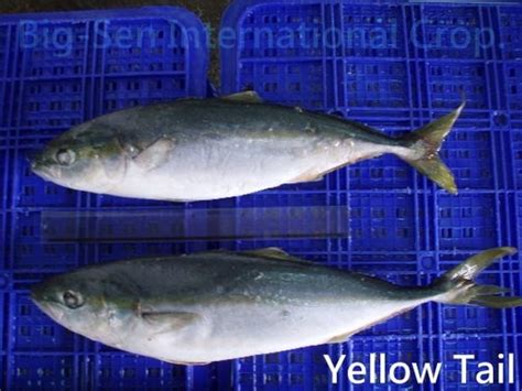 Yellow Tail Fishtaiwan Price Supplier 21food