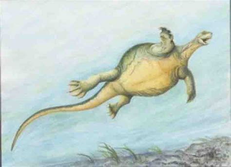 228 Million Year Old Fossil Sheds Light On How Turtles Evolved
