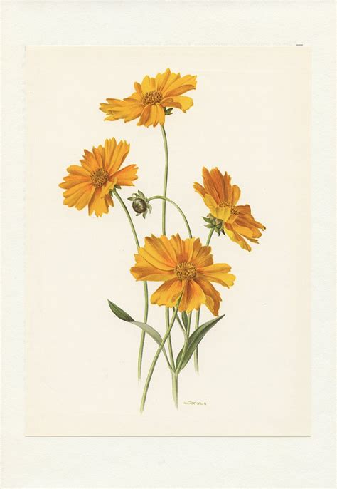 Small Yellow Coreopsis Vintage Botanical Print From 1970 Tickseed
