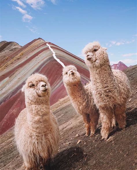 Alpacas Chilling On Rainbow Mountain In Peru Rthecatchup