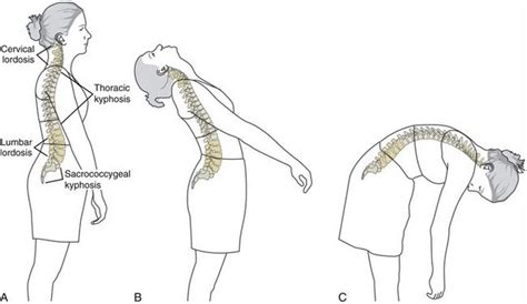 Axial Skeleton Osteology And Arthrology Clinical Gate Axial