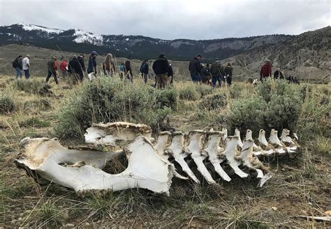 judge denies halt  bison hunt  yellowstone moves lawsuit  montana outdoors