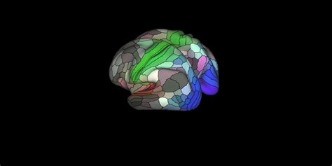 Scientists Complete The Most Detailed Map Of The Brain Ever