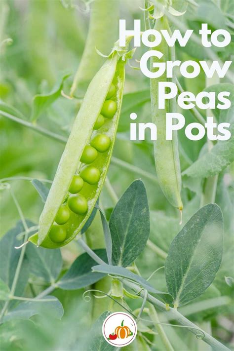 Everything You Need To Know About Growing Peas In Pots Succession