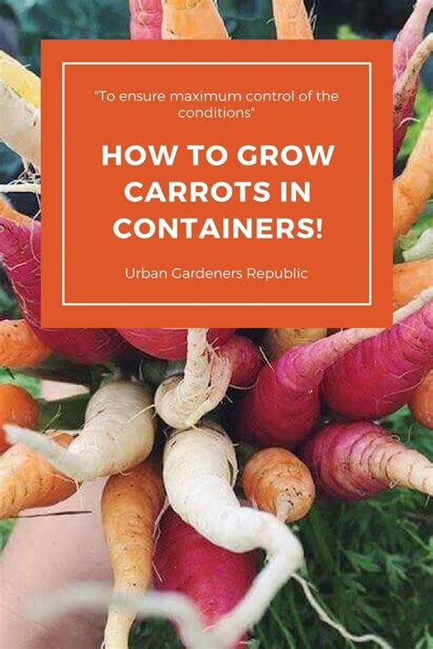 🥕 Growing Carrots In Containers The Guide 🥕 Container Gardening