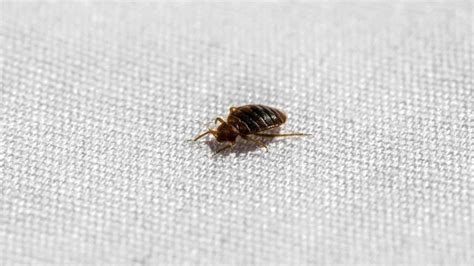 5 Reasons Why Can Bed Bugs Bite One Person And Not The Other