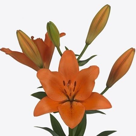 Lily LA Sunderland 85cm Wholesale Dutch Flowers Florist Supplies UK