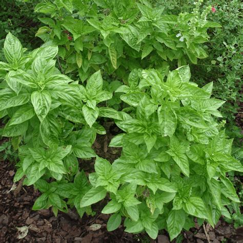 Mint Basil 1 Plant Garden Kitchen Herb For Cooking Plants From