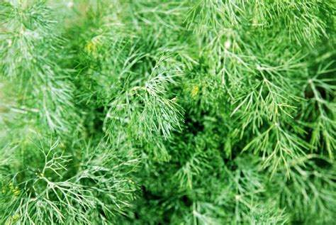 Growing Fernleaf Dill Bonnie Plants