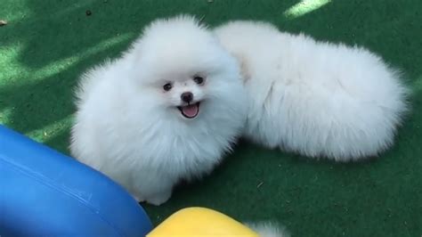 Cutest White Pomeranian Puppy Ball Youtube