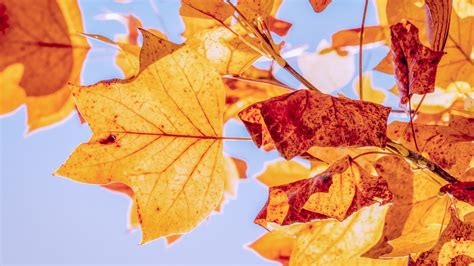 Download Wallpaper Best Autumn Leaves 1600x900
