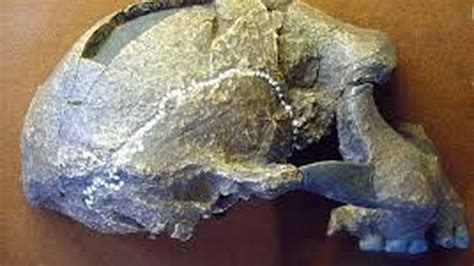 Ciri Ciri Meganthropus Paleojavanicus Fosil Manusia Bertubuh Besar