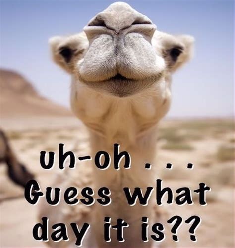 Hump Day Funny Good Morning Quotes Happy Wednesday Quotes