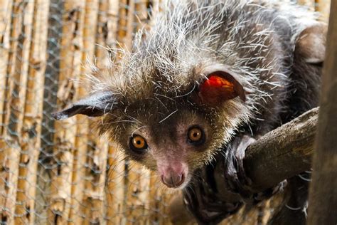 8 Surprising Facts About The Creepy Cute Aye Aye