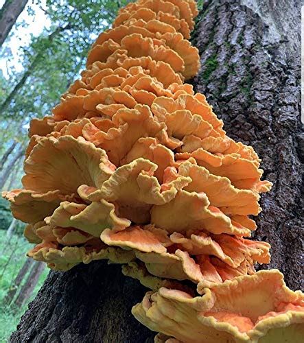 100 Chicken Of The Woods Mushroom Spawn Plugs To Grow Gourmet And