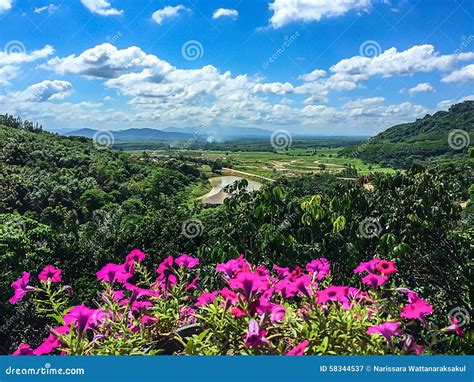 Mountain Greenery Wth Pink Flowers Stock Image Image Of Thailand