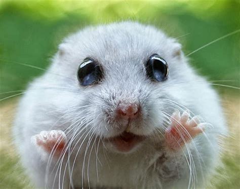 Funny Cute Hamster Interesting Funny Pictures Funny