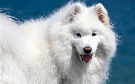Samoyed Large White Dog Fluffy Cute Animals Pets Dogs White Fluffy