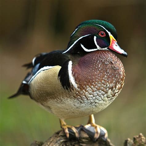 We Still Have Wood Ducks Available To Ship Within Just A Week Or Two