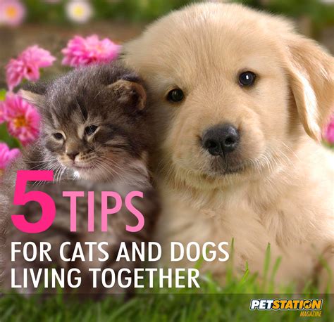 5 Tips For Cats And Dogs Living Together Offer Separates Dining And