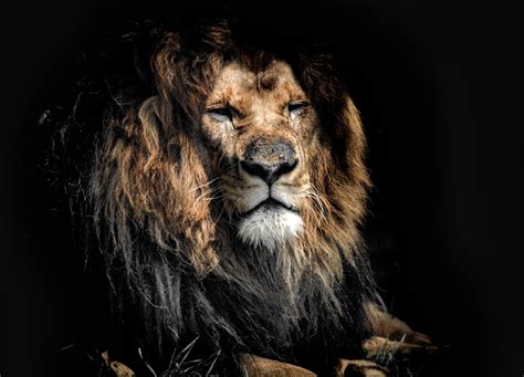 Lion 8k Wallpapers Top Free Lion 8k Backgrounds Wallpaperaccess Images