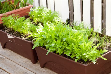 How To Grow A Garden In Containers How To Grow Peas In Container