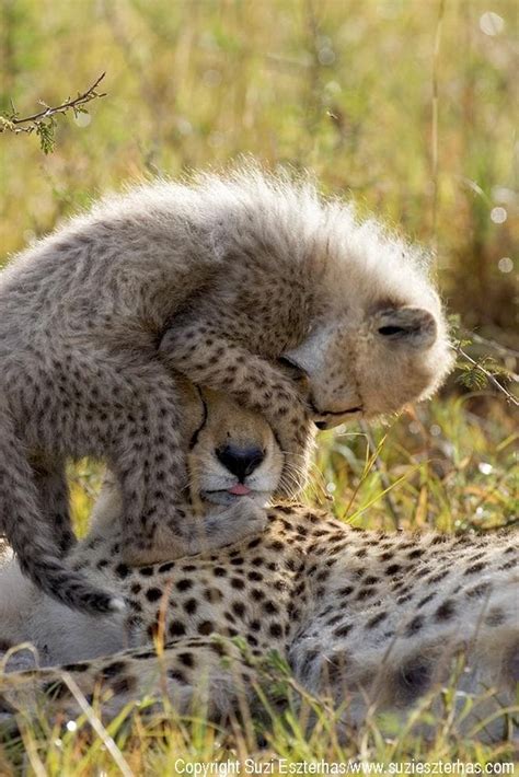 30 Cutest Baby Animals With Mothers Style Arena