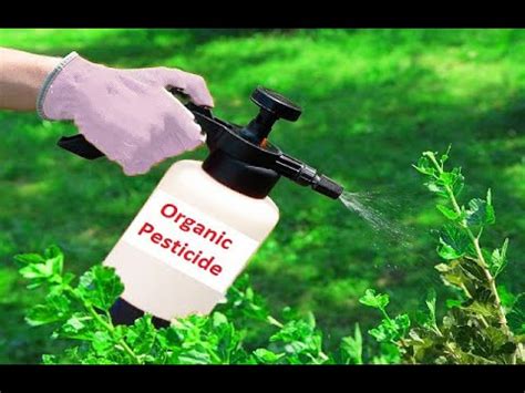 4 Homemade Organic Pesticide Every Gardener Must Know YouTube