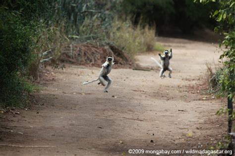 Animal Picture Of The Day Ninja Lemurs