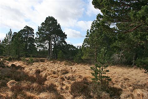 Pine Forest © Anne Burgess Geograph Britain And Ireland