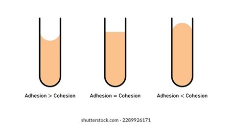 Adhesion Cohesion Water Concave Convex Meniscus Stock Vector Royalty