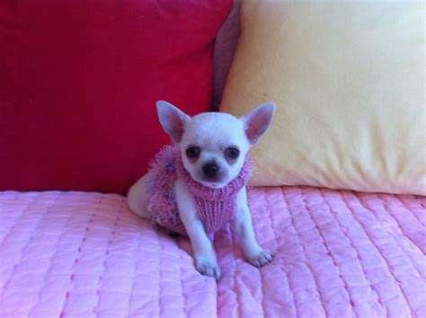 In addition to chihuahua designs, you can explore the marketplace for dog, chihuahuas, and puppy designs sold by independent artists. Short Haired Chihuahua Puppies Picture - Dog Breeders Guide