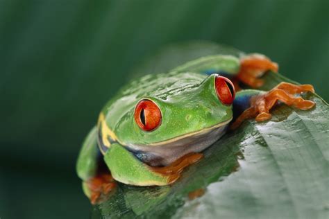 Animals Wildlife Nature Frog Amphibian Red Eyed Tree Frogs