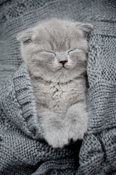 Cute Little Kitten High Quality Animal Stock Photos ~ Creative Market