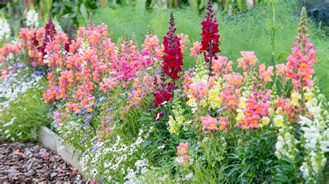 Snapdragons Care Guide How To Plant And Grow Antirrhinums Gardeningetc