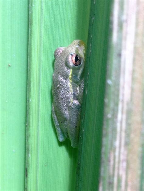 Tree Frog Taking A Nap On A Palm Frond Smithsonian Photo Contest