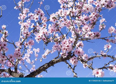 Spring Blossom Background Beautiful Nature Scene With Blooming Tree On