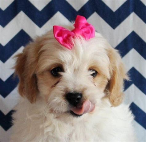 In addition to services, our boutique offers natural food. Cavachon Puppies For Sale | Jacksonville, FL #199003