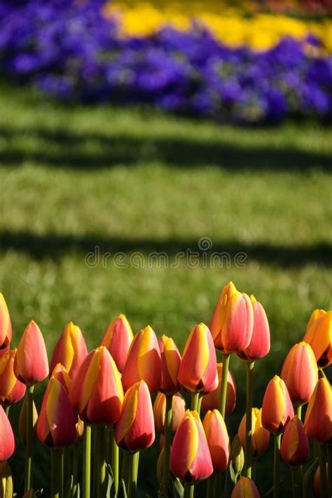 Beautiful Tulips Flower In Tulip Field In Spring Stock Photo Image Of