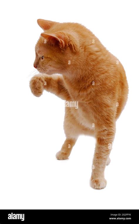 Ginger Cat Standing With Raised Paw And Looking Aside Isolated On White