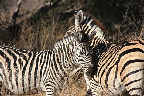 Hd Wallpaper Two Zebra Surrounded By Brown Grass Zebras Africa