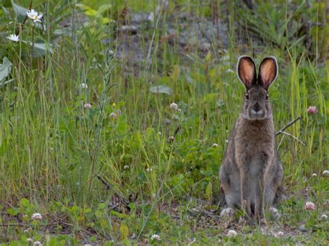 A Snowshoe Hare In Anchorage Alaska Smithsonian Photo Contest