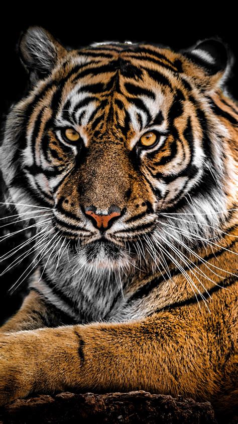 Tiger 4k Wallpapers Hd Wallpapers Id 27974