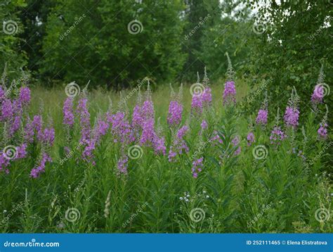 Bright Pink Spiked Flowers Of Fireweed Willow Herb Chamaenerion
